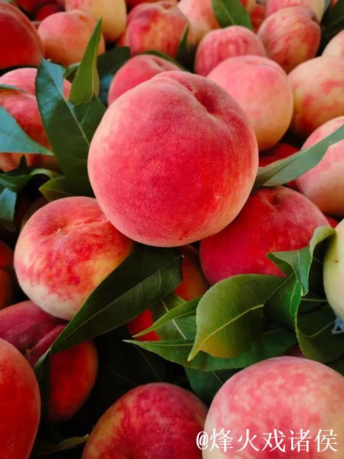 久久99国产精品久久99蜜桃